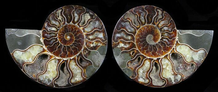 Cut & Polished Ammonite Fossil - Agatized #58722